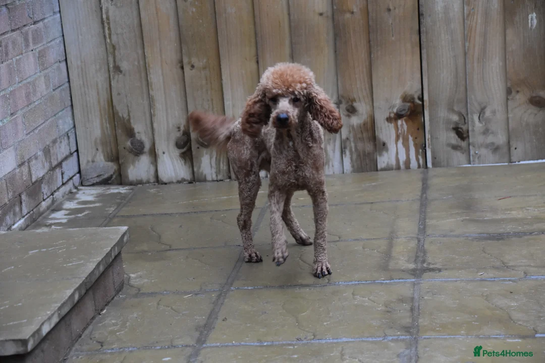 Miniature Poodle dogs for sale: 21 Months Old Male Miniature Poodle - Advert 8