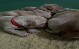 Labrador Retriever dogs for sale: KC Health Tested Fox Red Labrador pups  - Image 10
