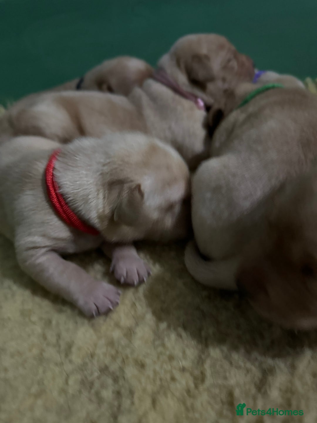 Labrador Retriever dogs for sale: KC Health Tested Fox Red Labrador pups  - Image 10