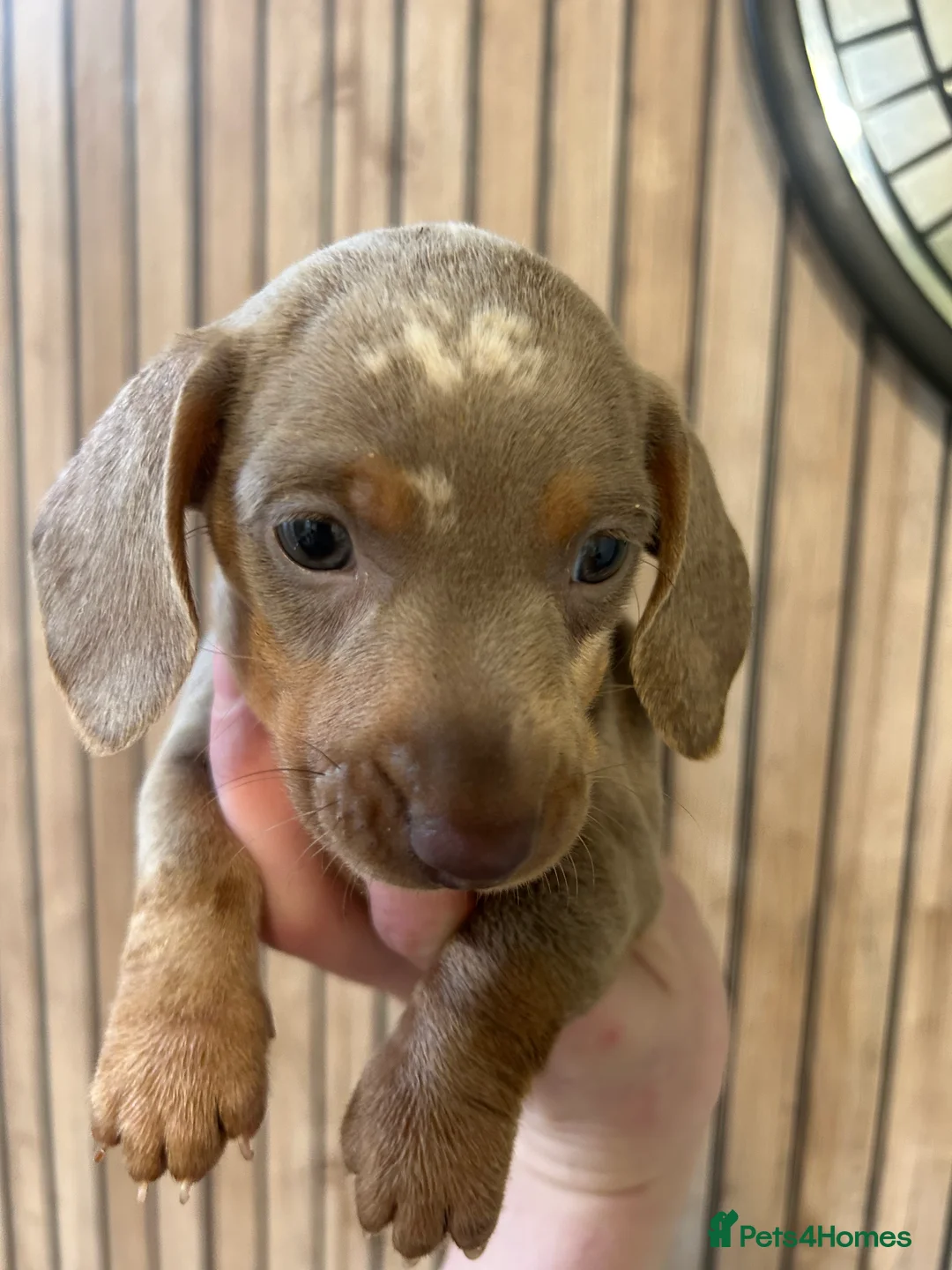 Miniature Dachshund dogs for sale: Miniature daschund  - Advert 6