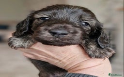 Miniature Dachshund dogs for sale: Lovely coat miniature Dachshund puppies - Image 3