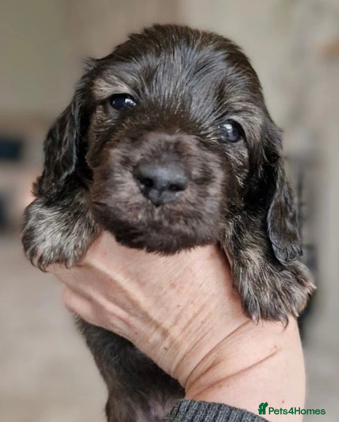 Miniature Dachshund dogs for sale: Lovely coat miniature Dachshund puppies - Image 3