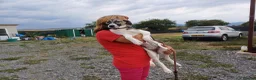 Mixed Breed dogs for adoption: 💔 GISELLE - A Lovely Girl for a Loving HOME ❤️ in Nottingham - Advert 18