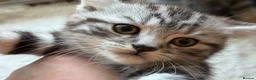 British Shorthair cats for sale: GCCF Rare Show Quality BSH Silver Tabby Kittens  - Advert 11