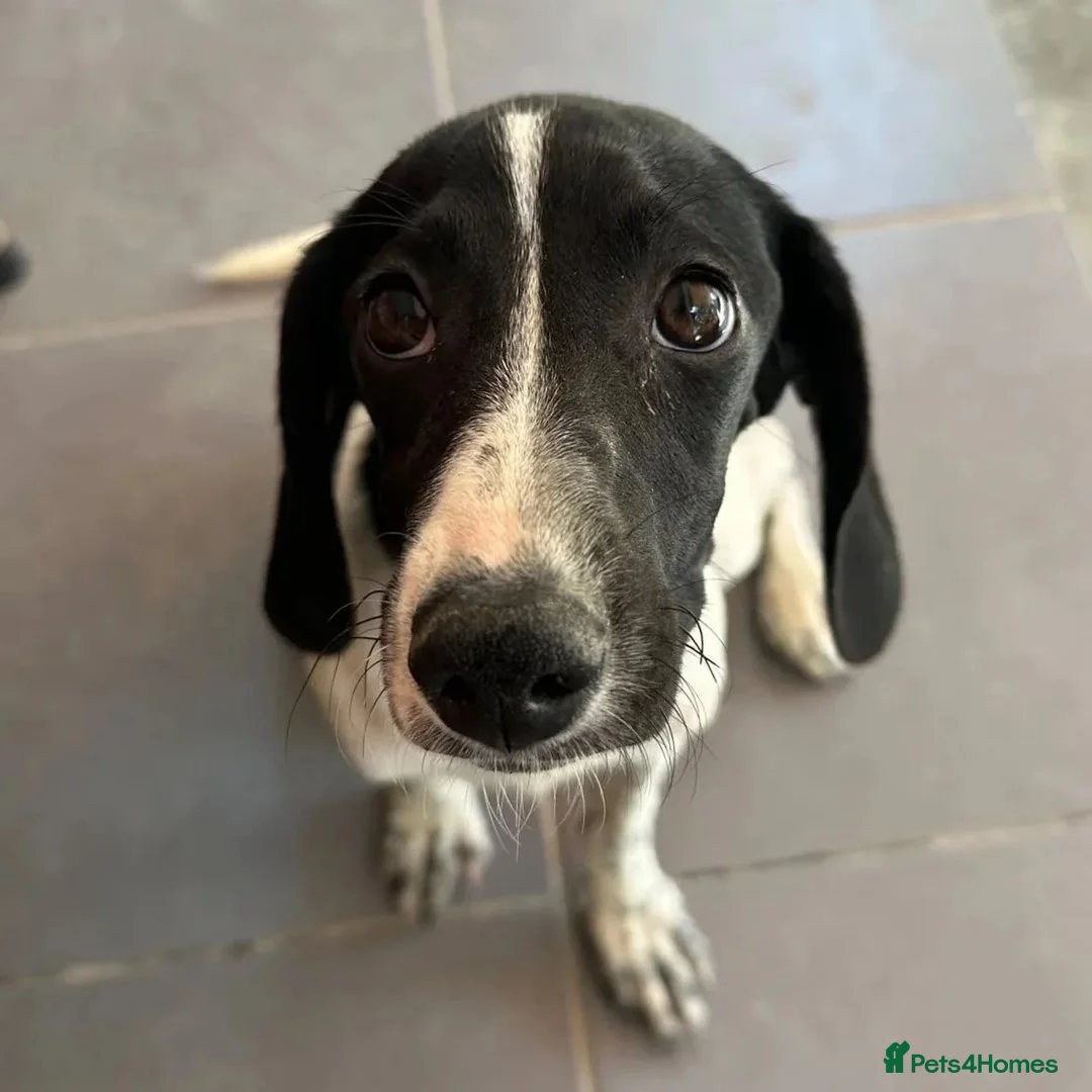 Mixed Breed dogs for adoption: Tiana (Pointer mix) in Coulsdon - Advert 2