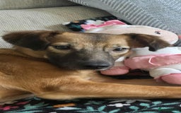 Mixed Breed dogs for adoption: Gorgeous little Lila - Image 11
