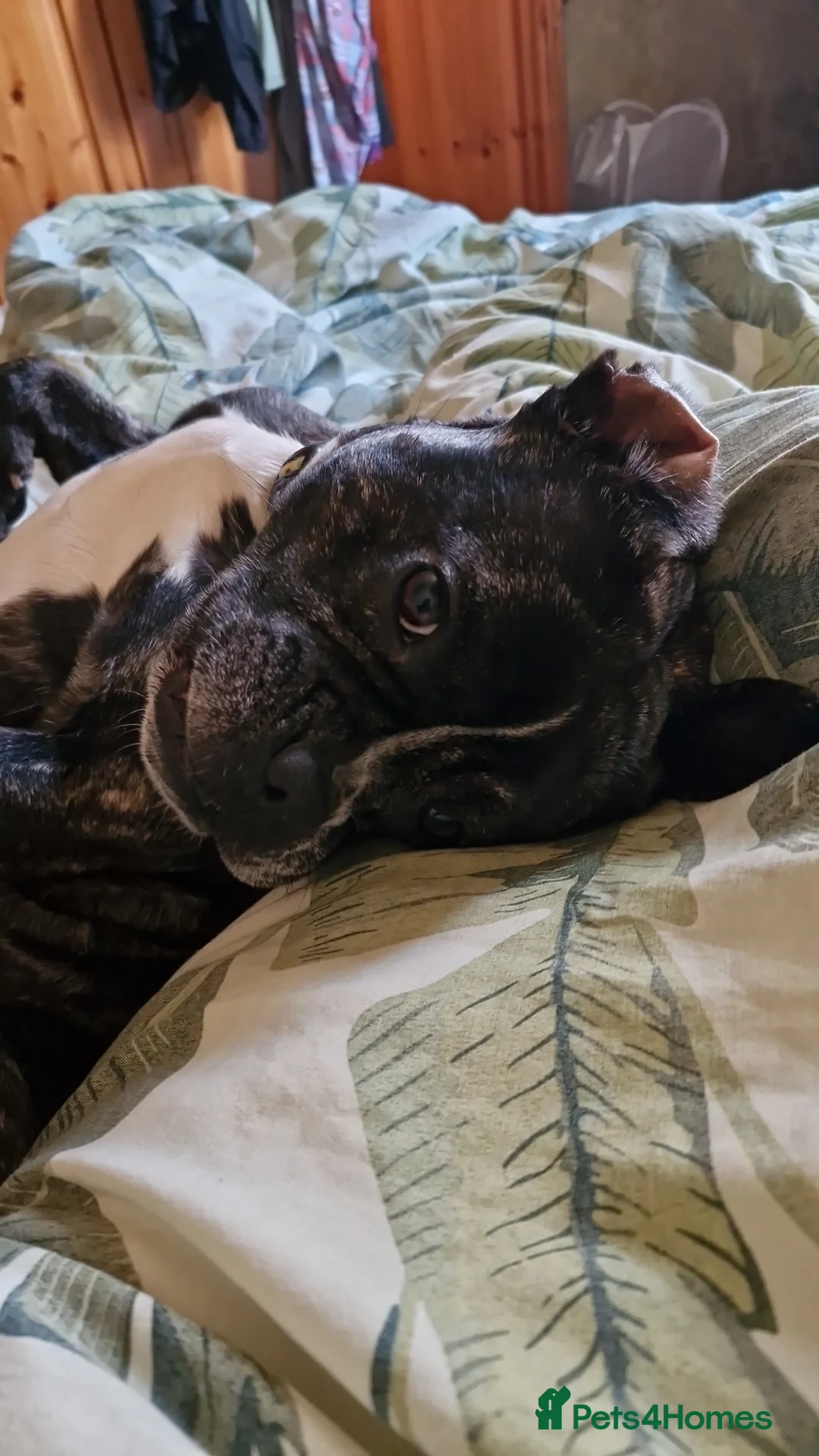 Mixed Breed dogs for sale: Fraffy 4 years old in Plymouth - Advert 2