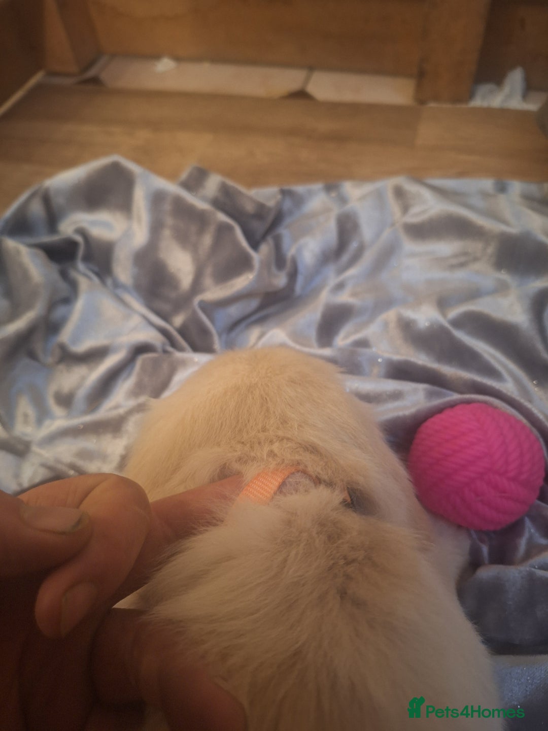 Golden Retriever dogs for sale: ⭐️⭐️Gorgeous White Golden Retriever Pups⭐️⭐️ - Advert 21