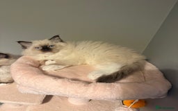 Ragdoll cats for sale: 3 musketeers😍 - Image 15