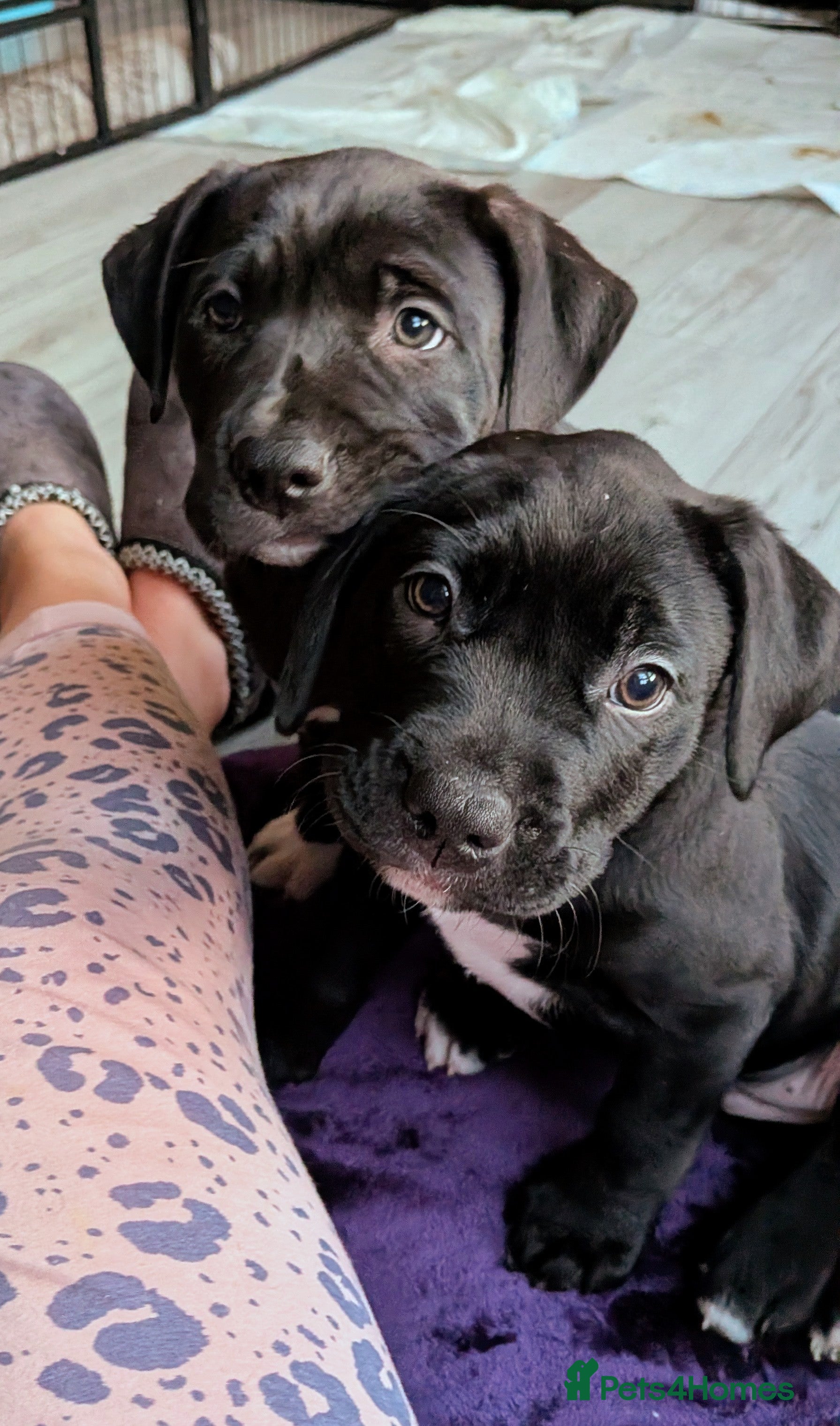 Mixed Breed dogs 2 female Labrabulls ready now 💒 - Advert 6