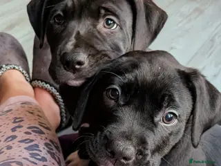 Mixed Breed dogs 2 female Labrabulls ready now 💒 - Advert 3