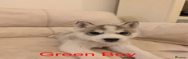 Siberian Husky Puppy 3