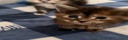 Maine Coon cats for sale: XL Red & White &  black smoke Maine Coon kittens  - Advert 15