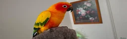Conures birds for sale: Jenday Conure rehoming in Sheffield - Advert 3