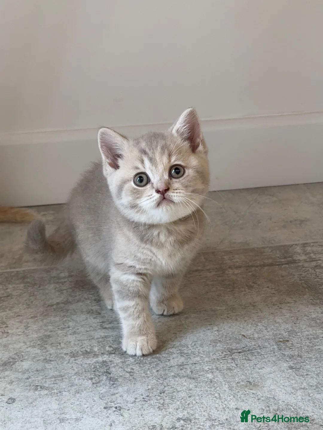 British Shorthair cats for sale: STUNNING LILAC TICKED TABBY GCCF FEMALE KITTENS  - Advert 2