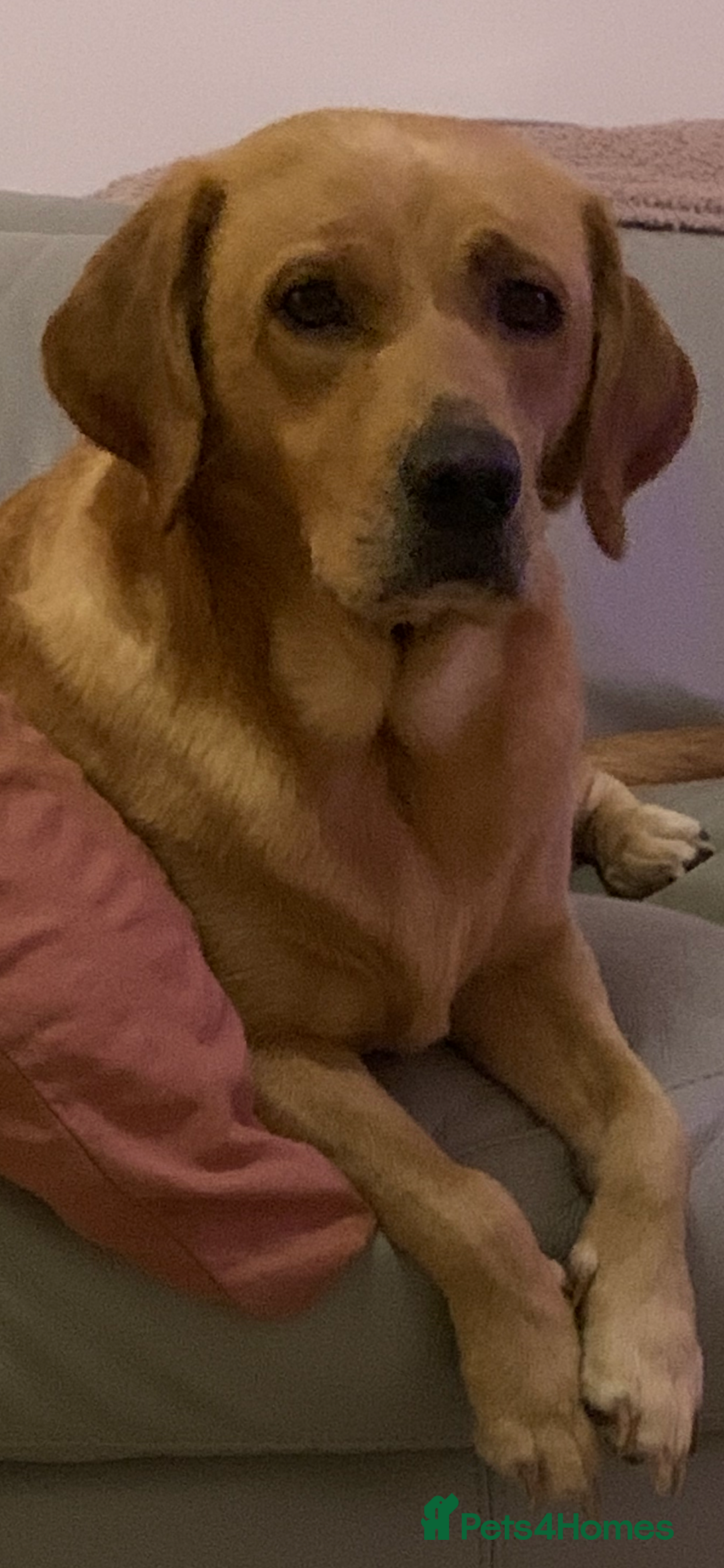 Labrador Retriever dogs for sale: 6 year old labrador bitch - Advert 1