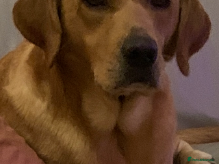 Labrador Retriever dogs 6 year old labrador bitch - Advert 2