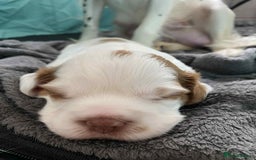 Mixed Breed dogs for sale: Sprocker puppies - Image 5