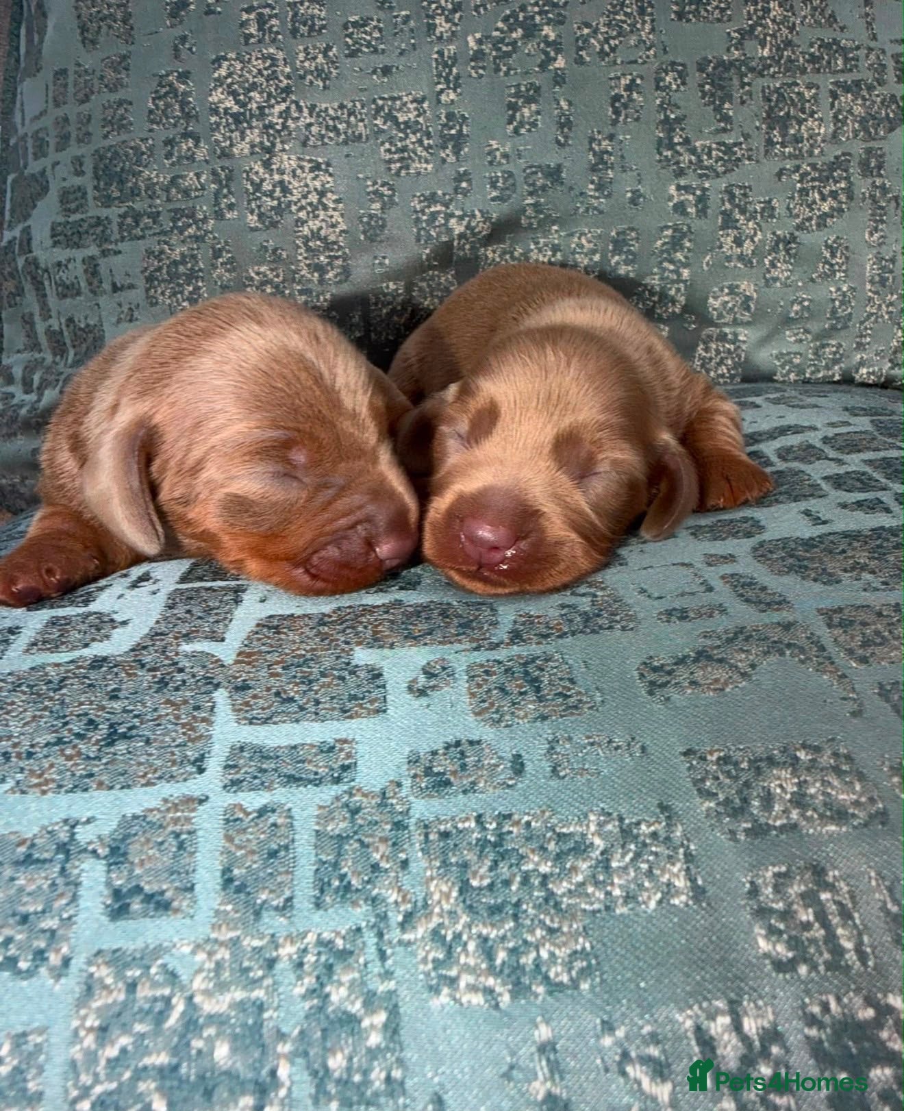 Miniature Dachshund dogs (Last 2 boys )Miniature dachshund Puppies - Advert 11