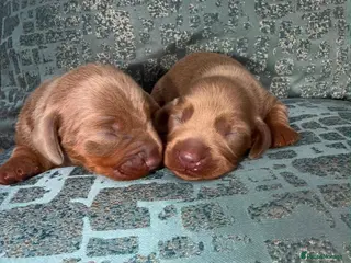 Miniature Dachshund dogs (Last 2 boys )Miniature dachshund Puppies - Advert 6