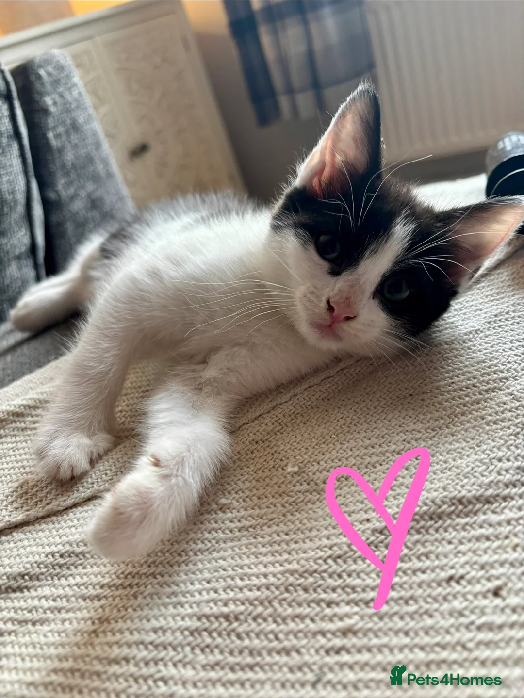 Mixed Breed cats for sale: Playful adorable kittens! - Advert 2
