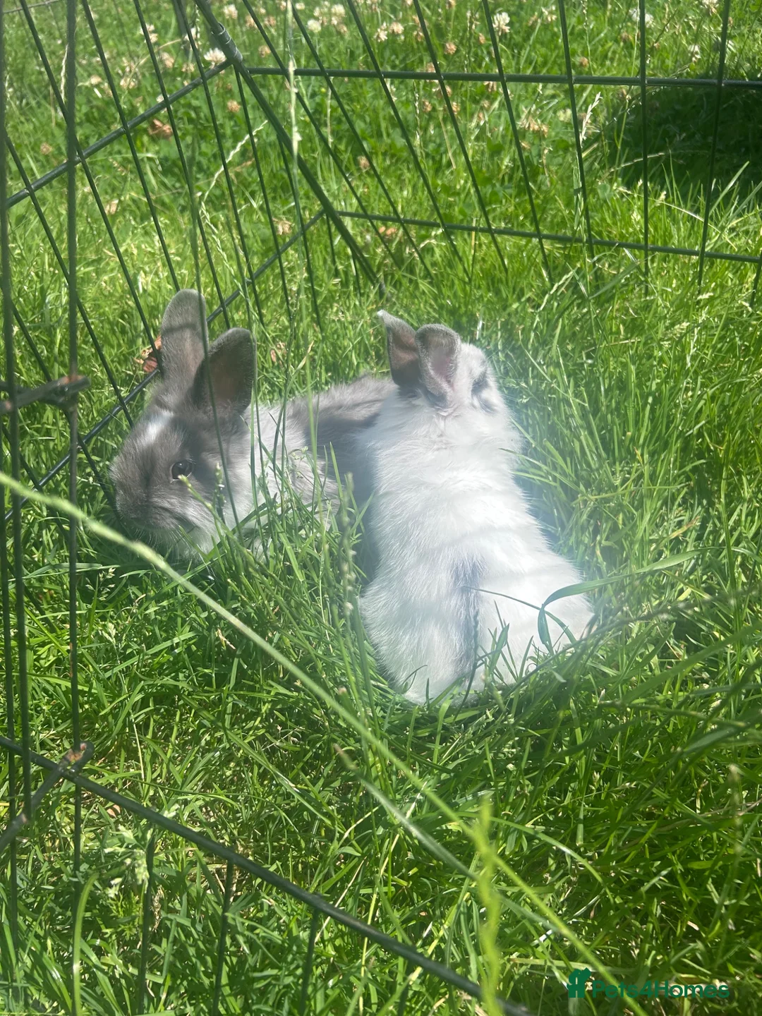 Lionhead rabbits for sale: 2 baby boys  - Advert 1