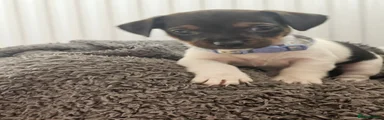Chiweenie Puppy 6