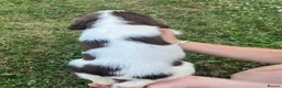 English Springer Spaniel dogs for sale: English Springer Spaniels - Advert 6