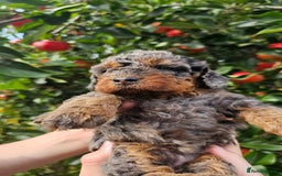 Cockapoo dogs for sale: F2 Cockapoo puppies for sale  - Image 26
