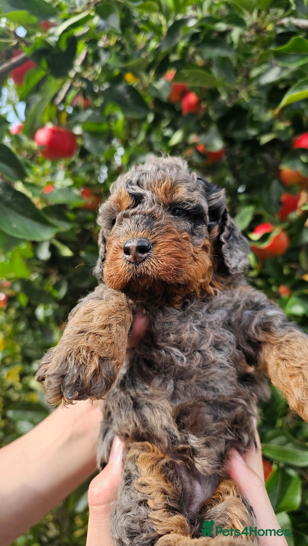 Cockapoo dogs for sale: F2 Cockapoo puppies for sale  - Image 26