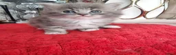 Ragdoll cats for sale: Ragdoll - Advert 5