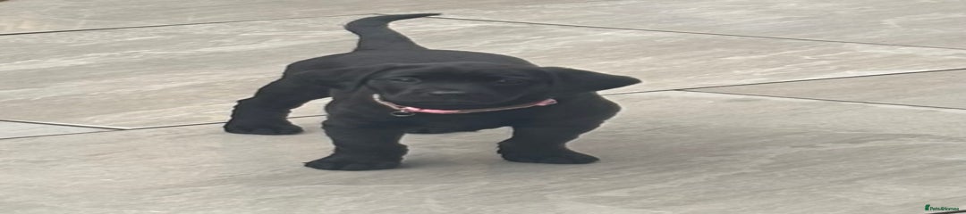 Labrador Retriever Puppy 2