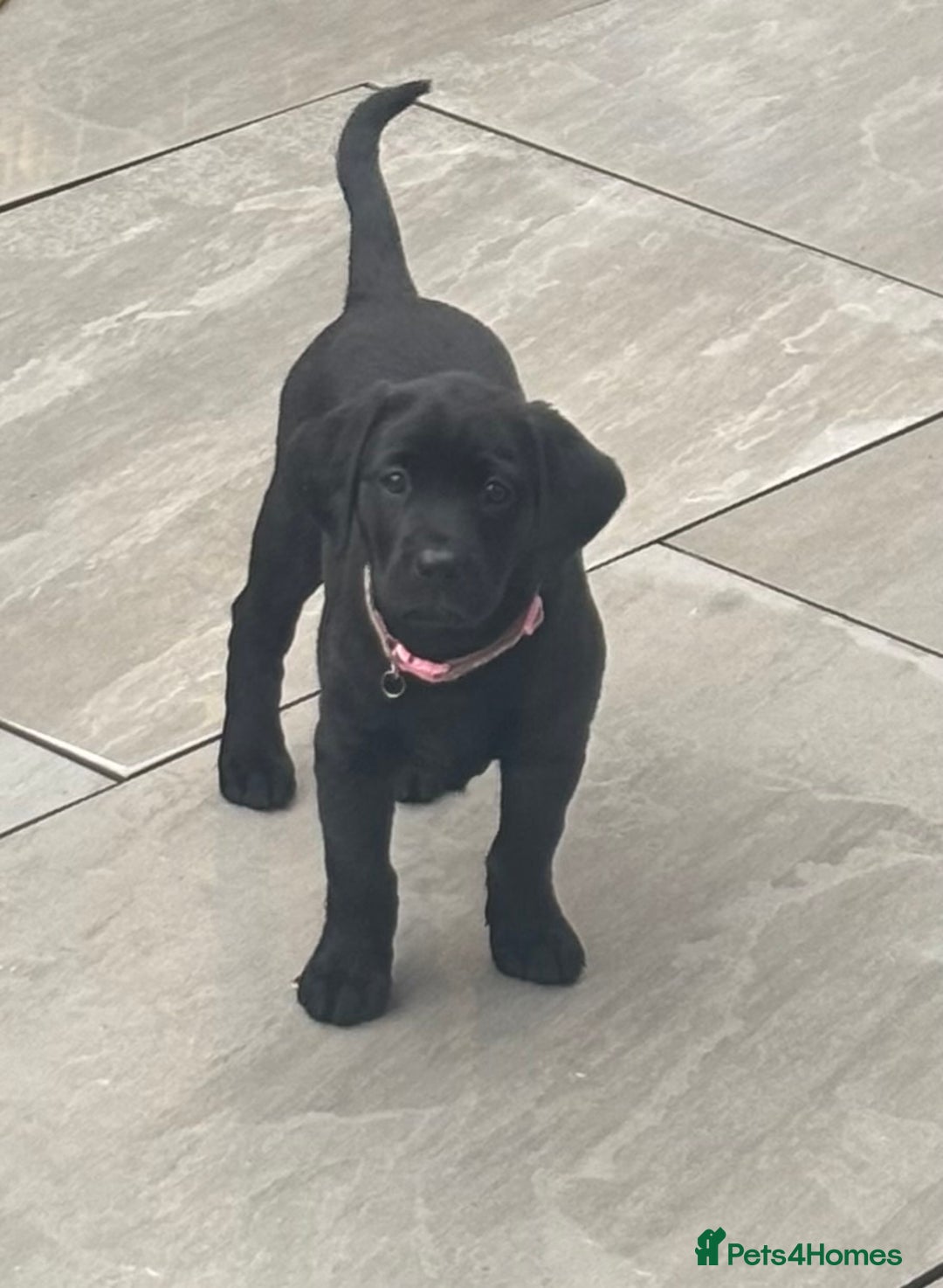 Labrador Retriever dogs for sale: Black lab 1 girl remaining reduced not 2 be missed - Image 2
