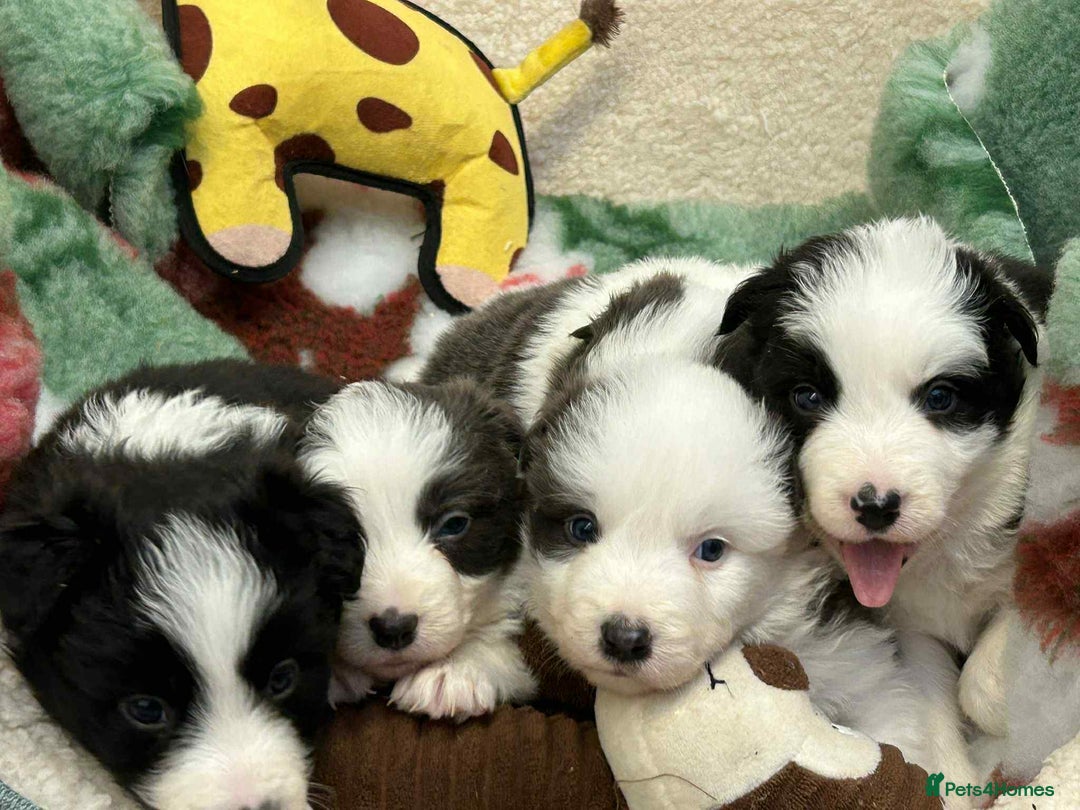Border Collie dogs for sale: WINNING CRUFTS COMPETITORS. KC REG, HEALTH TESTED - Image 13