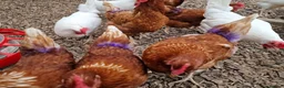 Hens poultry for sale: Warren laying hens - Advert 5