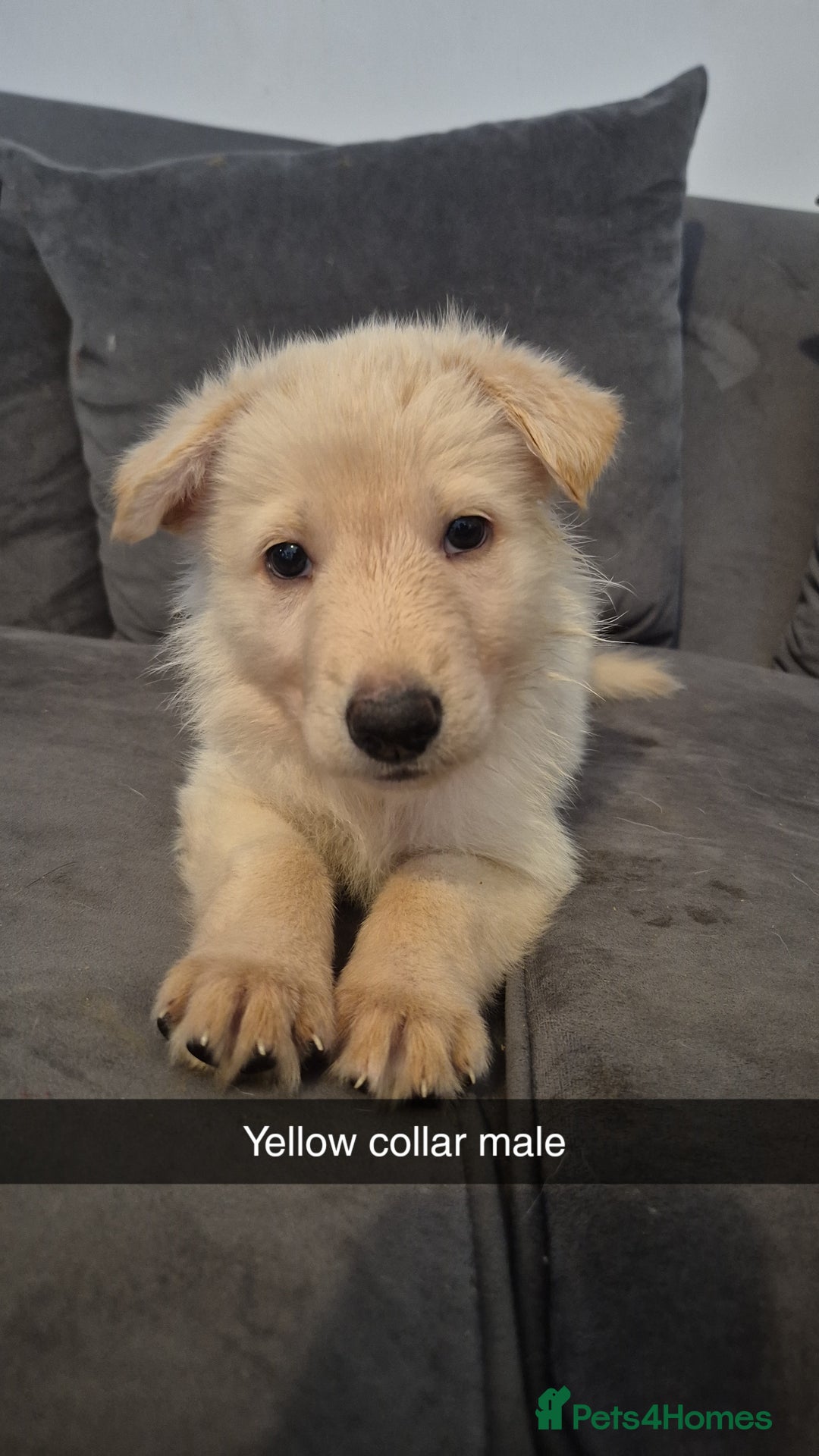 Mixed Breed dogs for sale: Shepinois puppies  - Advert 4