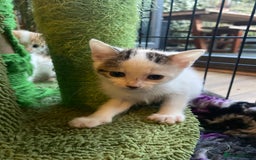 British Shorthair cats for sale: 3 beautiful British Shorthair Kittens  - Image 17