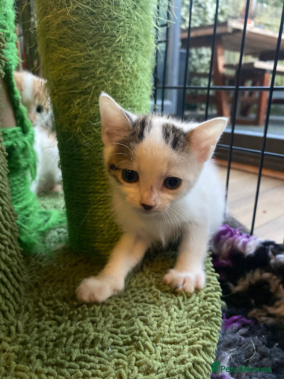 British Shorthair cats for sale: 3 beautiful British Shorthair Kittens  - Image 17