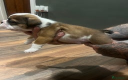English Bulldog dogs for sale: Puppies  - Image 4