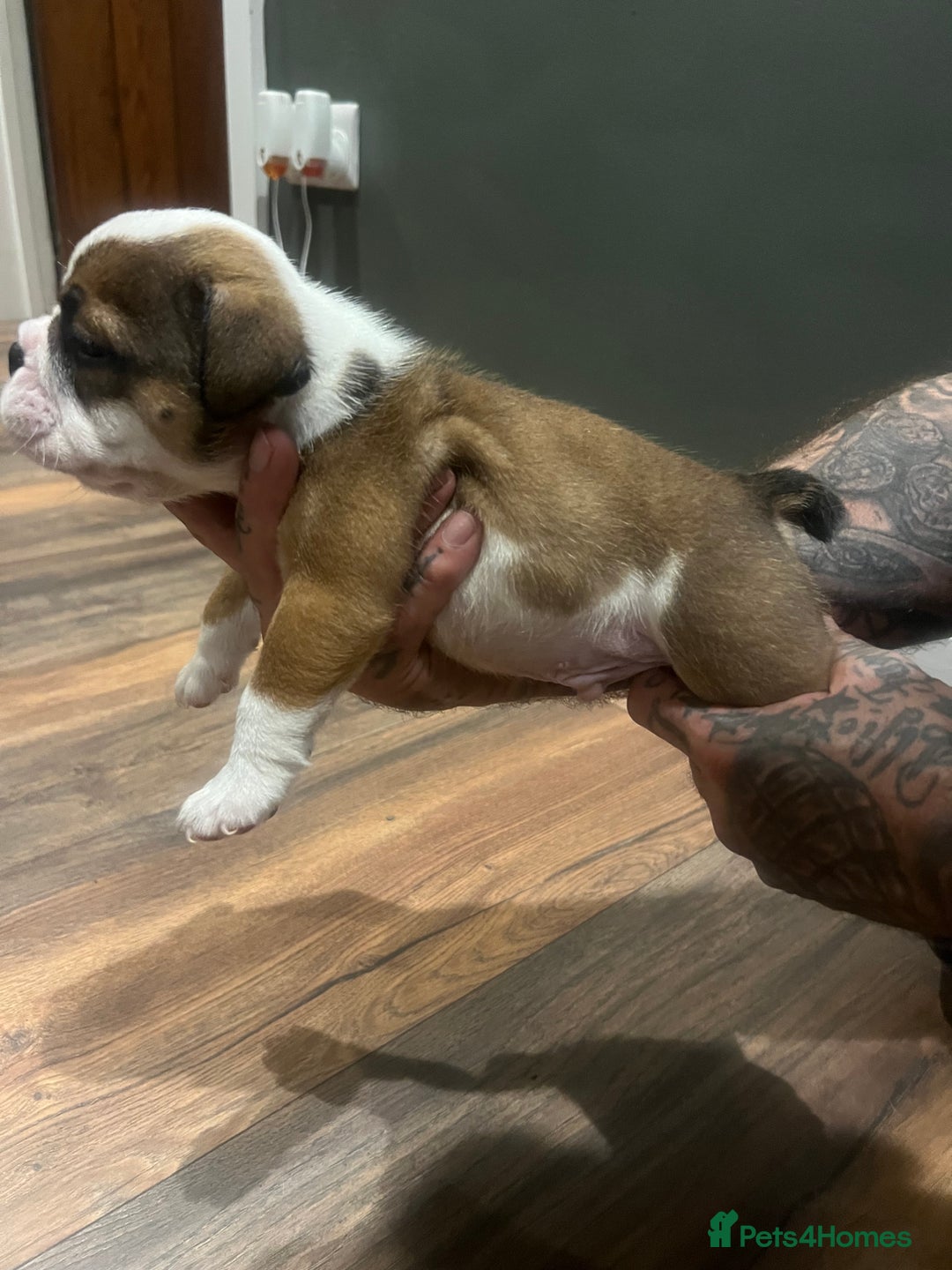 English Bulldog dogs for sale: Puppies  - Image 4