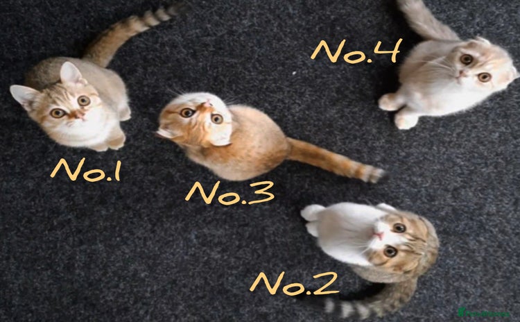 Scottish Fold cats - Advert 1
