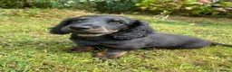 Miniature Dachshund dogs for sale: Miniature long haired dachshunds  - Advert 6