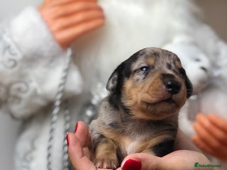 Miniature Dachshund dogs Ready to leave end of December🥰🐾 - Advert 18