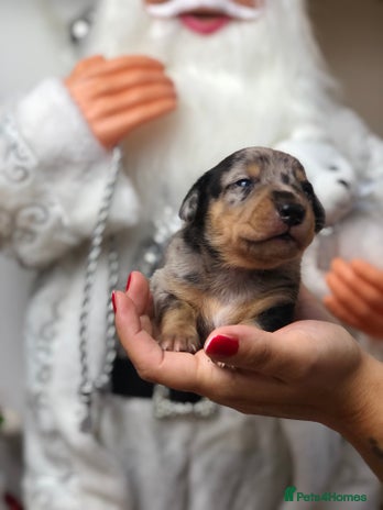 Miniature Dachshund dogs Ready to leave end of December🥰🐾 - Advert 4