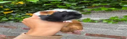 Guinea Pig rodents for sale: 2x Female Guinea Pigs  - Advert 1