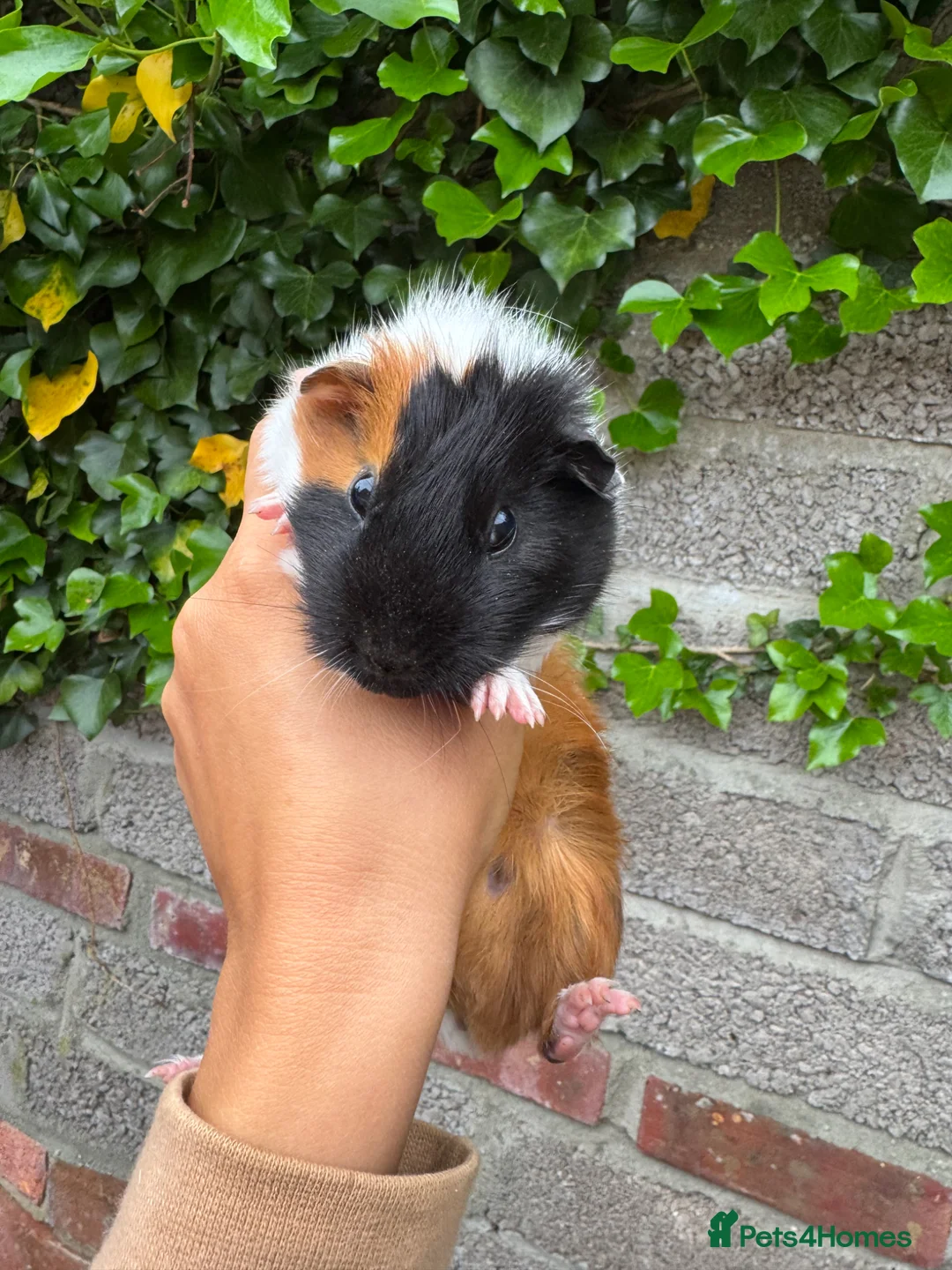 Guinea Pig rodents for sale: 2x Female Guinea Pigs  - Advert 1