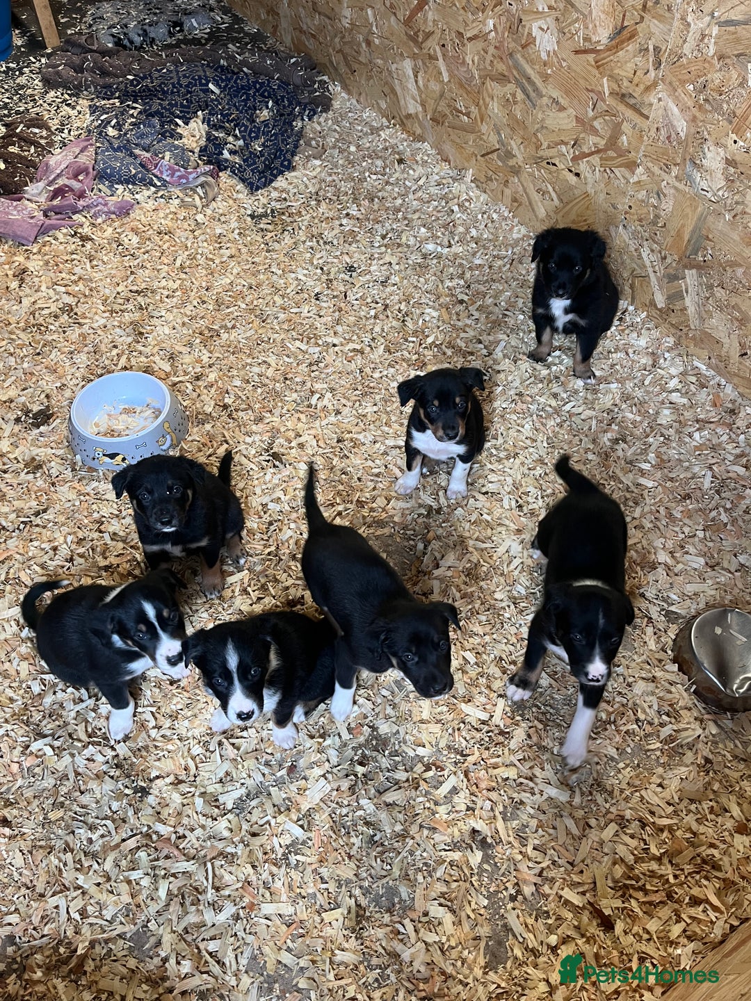 Mixed Breed dogs for sale: Collie cross huntaway puppies - Image 1