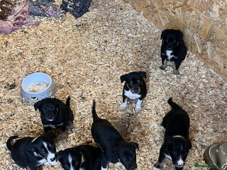 Mixed Breed dogs - Advert 25
