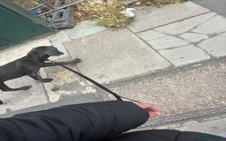 Cane Corso dogs for sale: Cane Corse Female  - Image 11