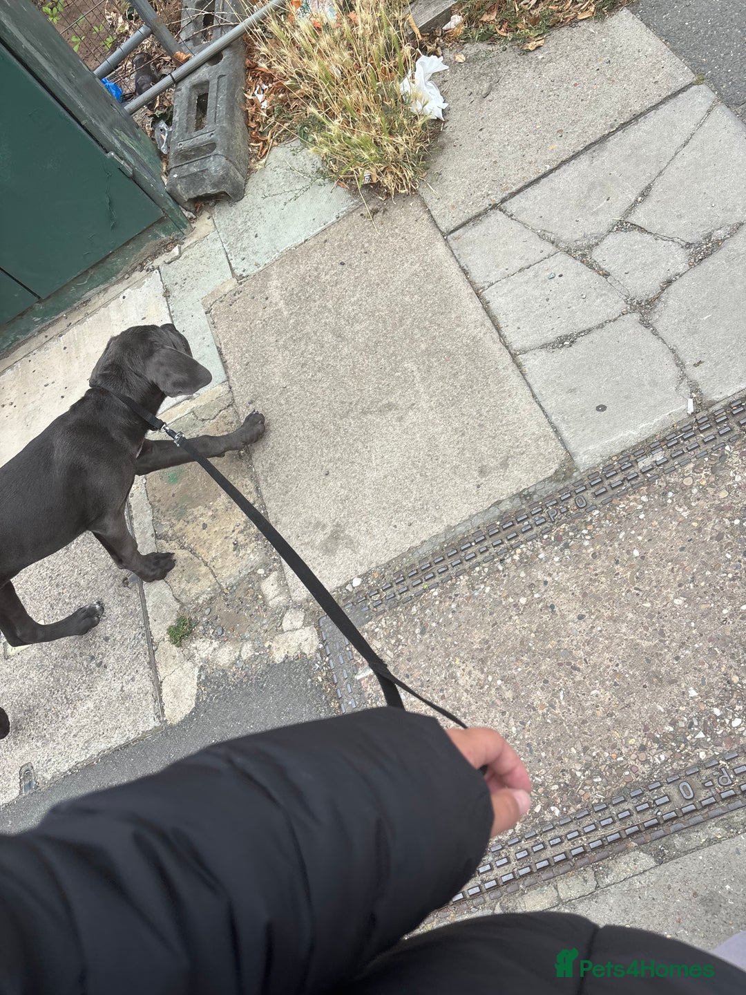 Cane Corso dogs for sale: Cane Corse Female  - Image 11